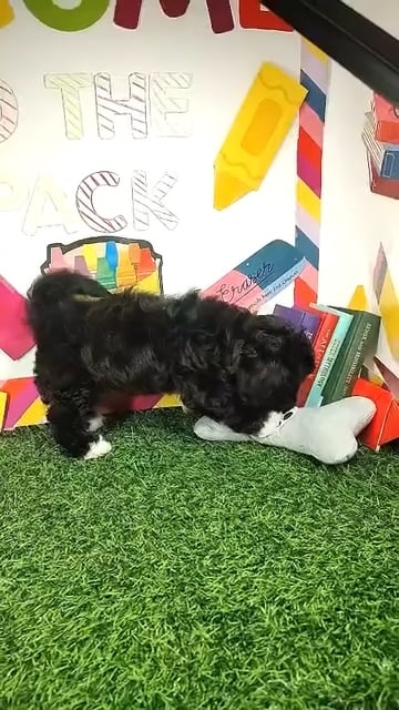 Female Shipoo puppy named Carlton for sale at Puppy Dreams - Mansfield. video thumbnail