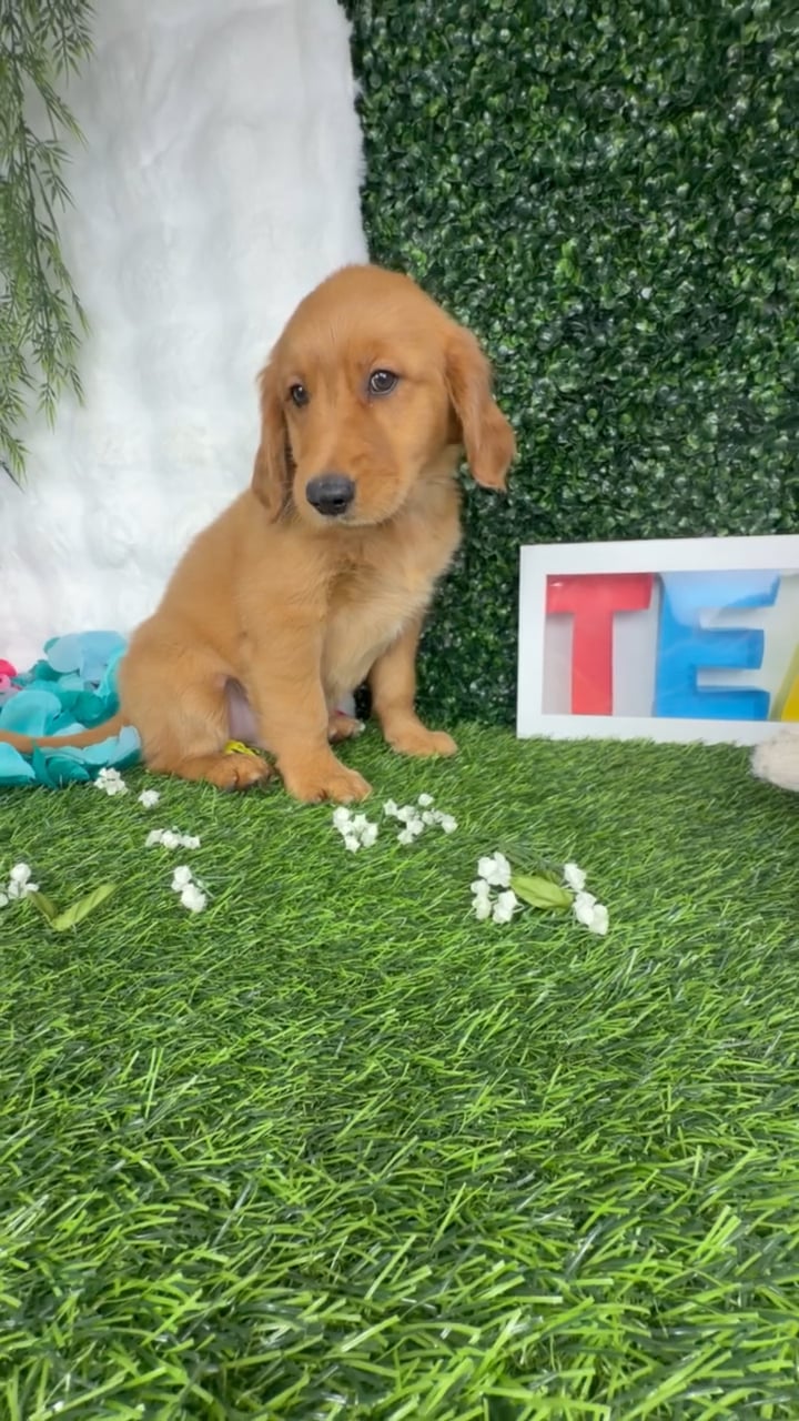 Male Golden Retriever puppy named Rodeo for sale at Puppy Dreams - Denton. video thumbnail