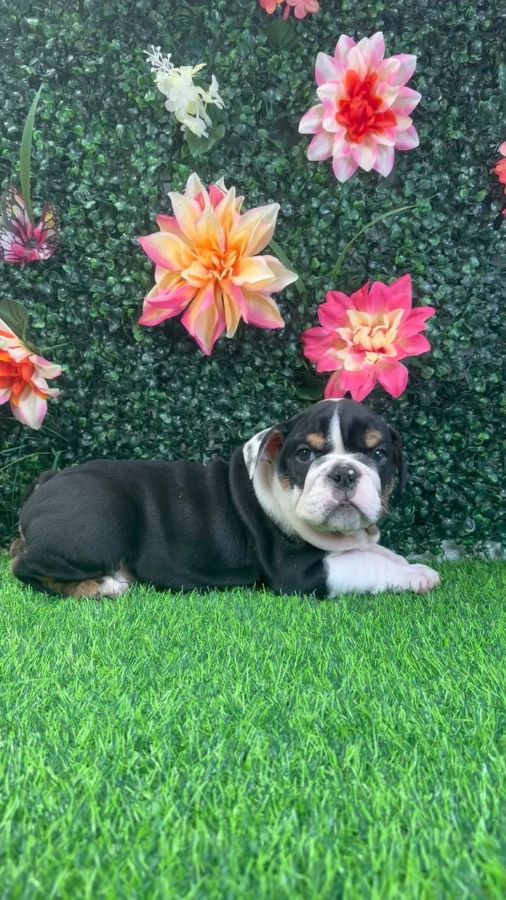 Male English Bulldog puppy named Tank for sale at Puppy Dreams - Wichita West. video thumbnail