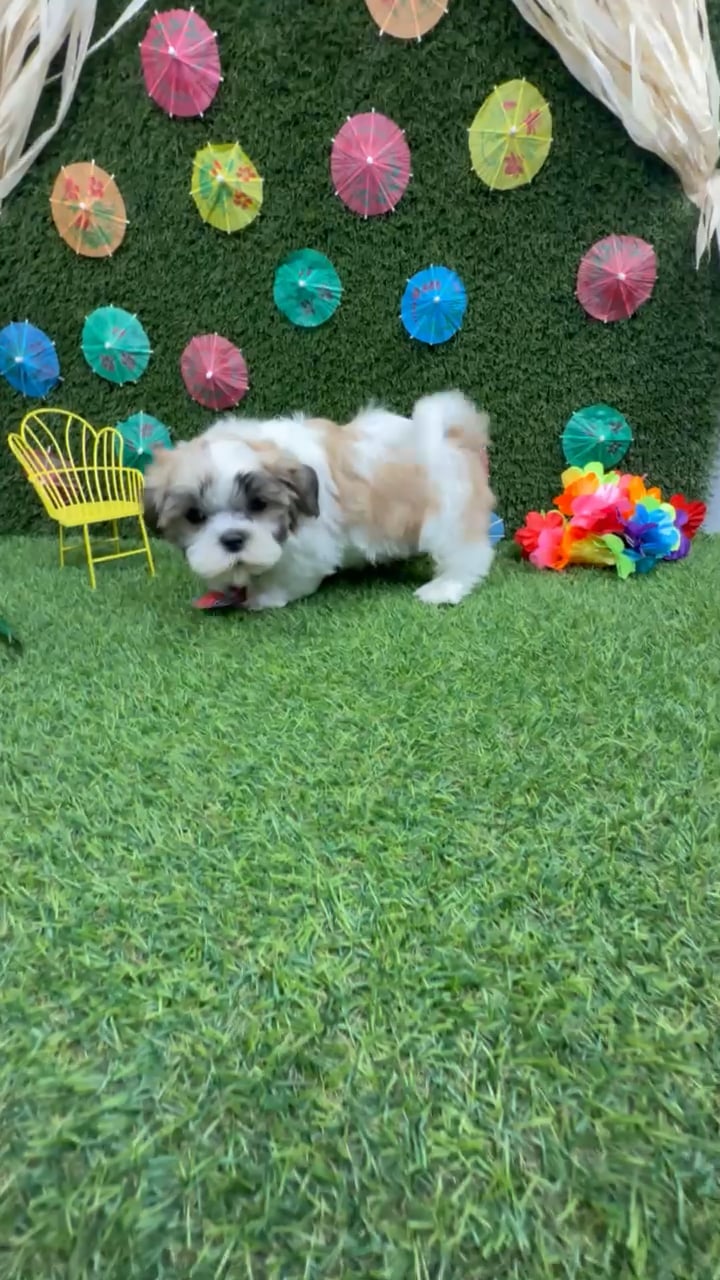 Male Teddy Bear puppy named Duke for sale at Puppy Dreams - Carrollton. video thumbnail