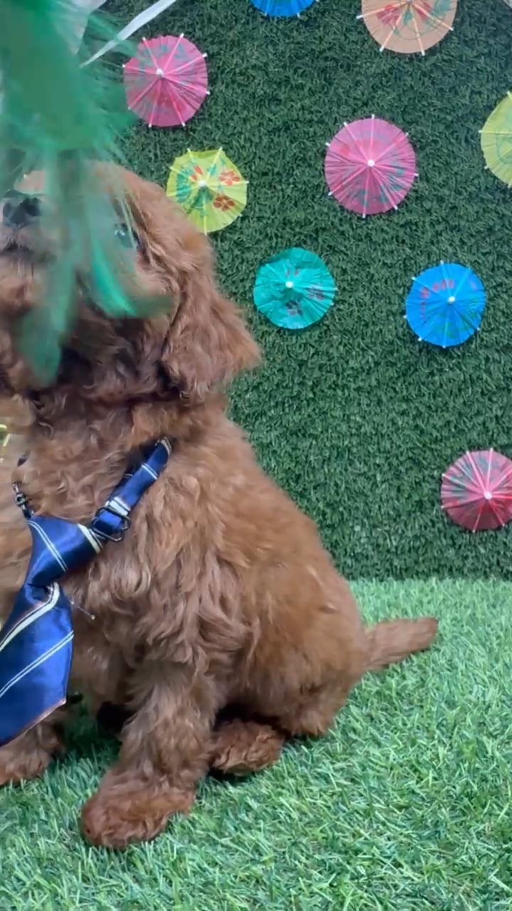 Male Mini Goldendoodle puppy named Bentley for sale at Puppy Dreams - Carrollton. video thumbnail