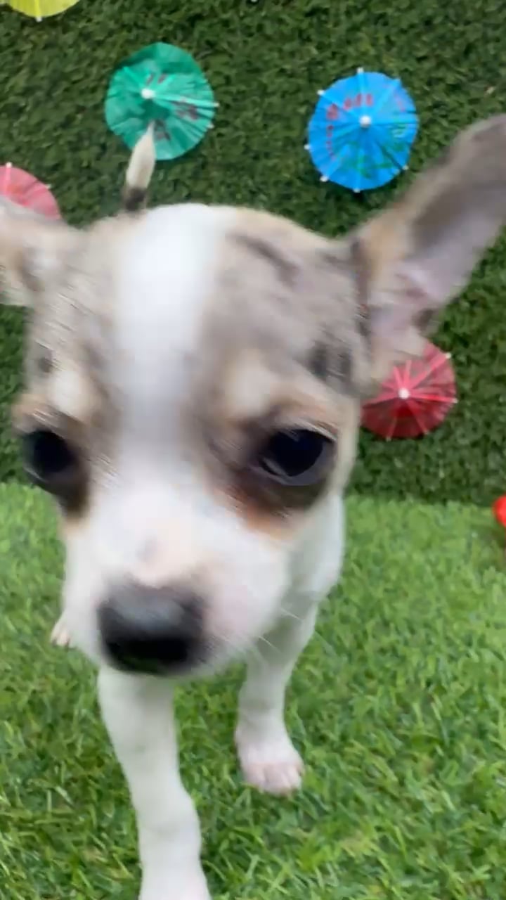 Female Chihuahua puppy named Maya for sale at Puppy Dreams - Carrollton. video thumbnail