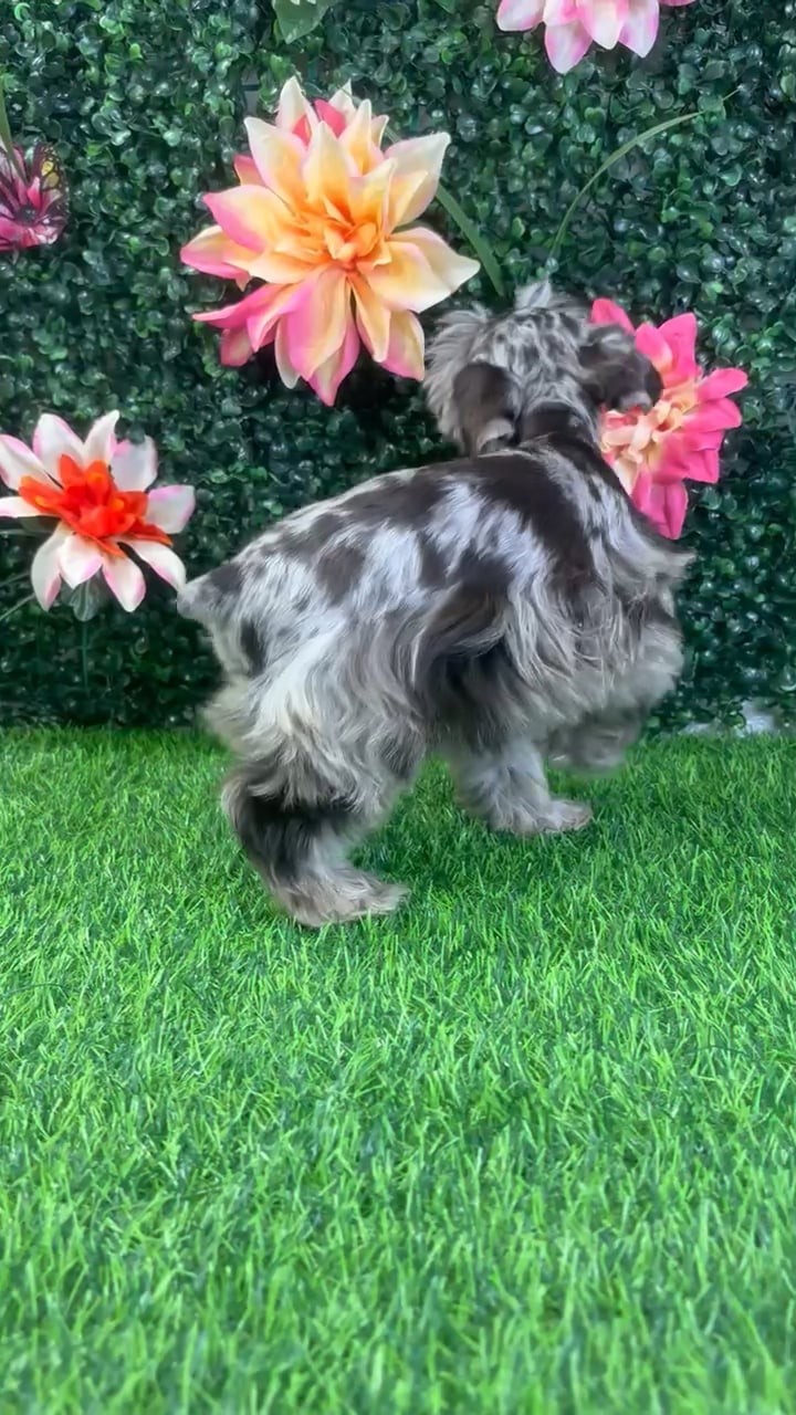 Male Mini Schnauzer puppy named Angus for sale at Puppy Dreams - Wichita West. video thumbnail