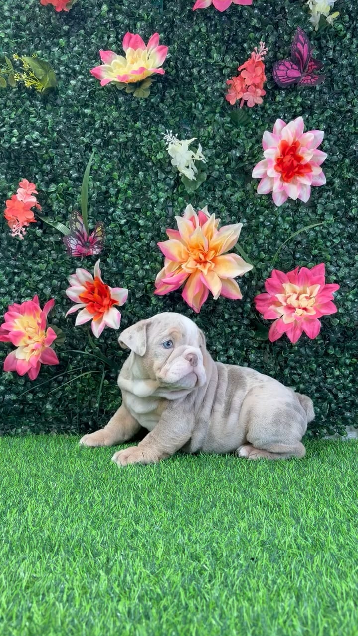 Male English Bulldog puppy named Zero for sale at Puppy Dreams - Wichita West. video thumbnail