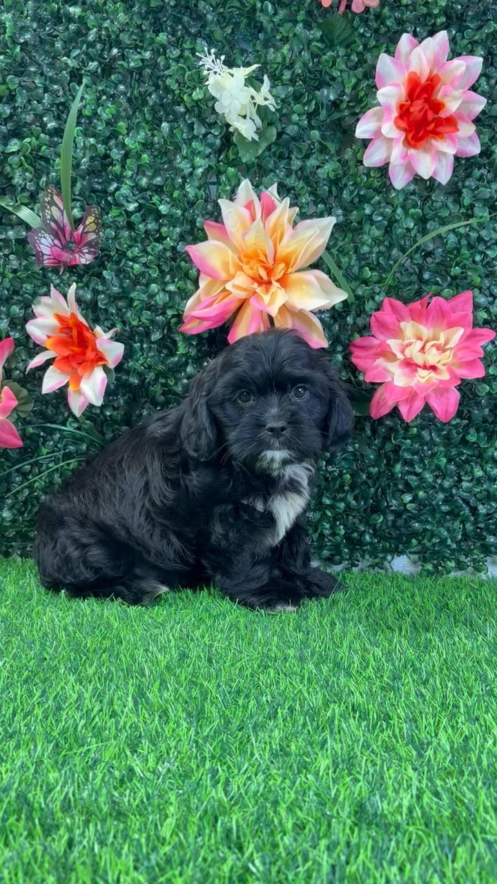 Male Cavatzu puppy named Calvin for sale at Puppy Dreams - Wichita West. video thumbnail