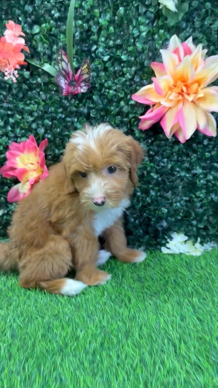 Female Mini Goldendoodle puppy named Petal for sale at Puppy Dreams - Wichita West. video thumbnail