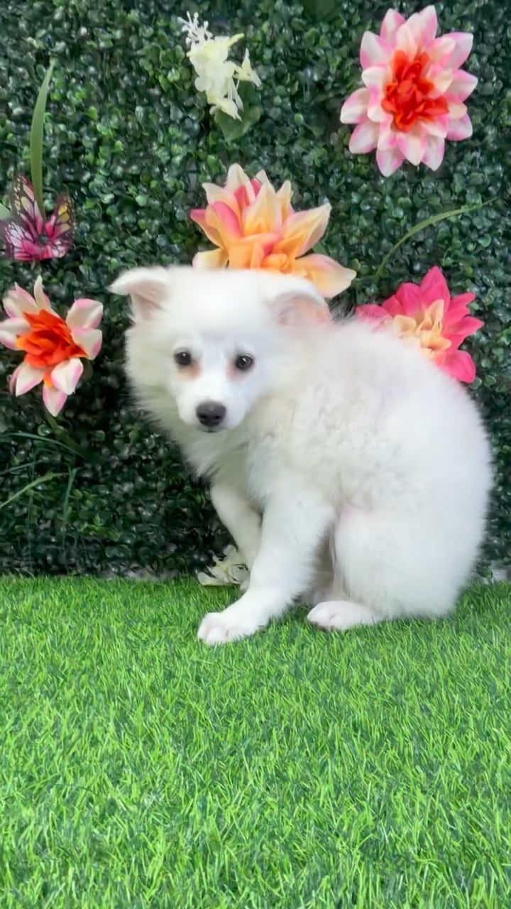 Female American Eskimo puppy named Blanca for sale at Puppy Dreams - Wichita West. video thumbnail