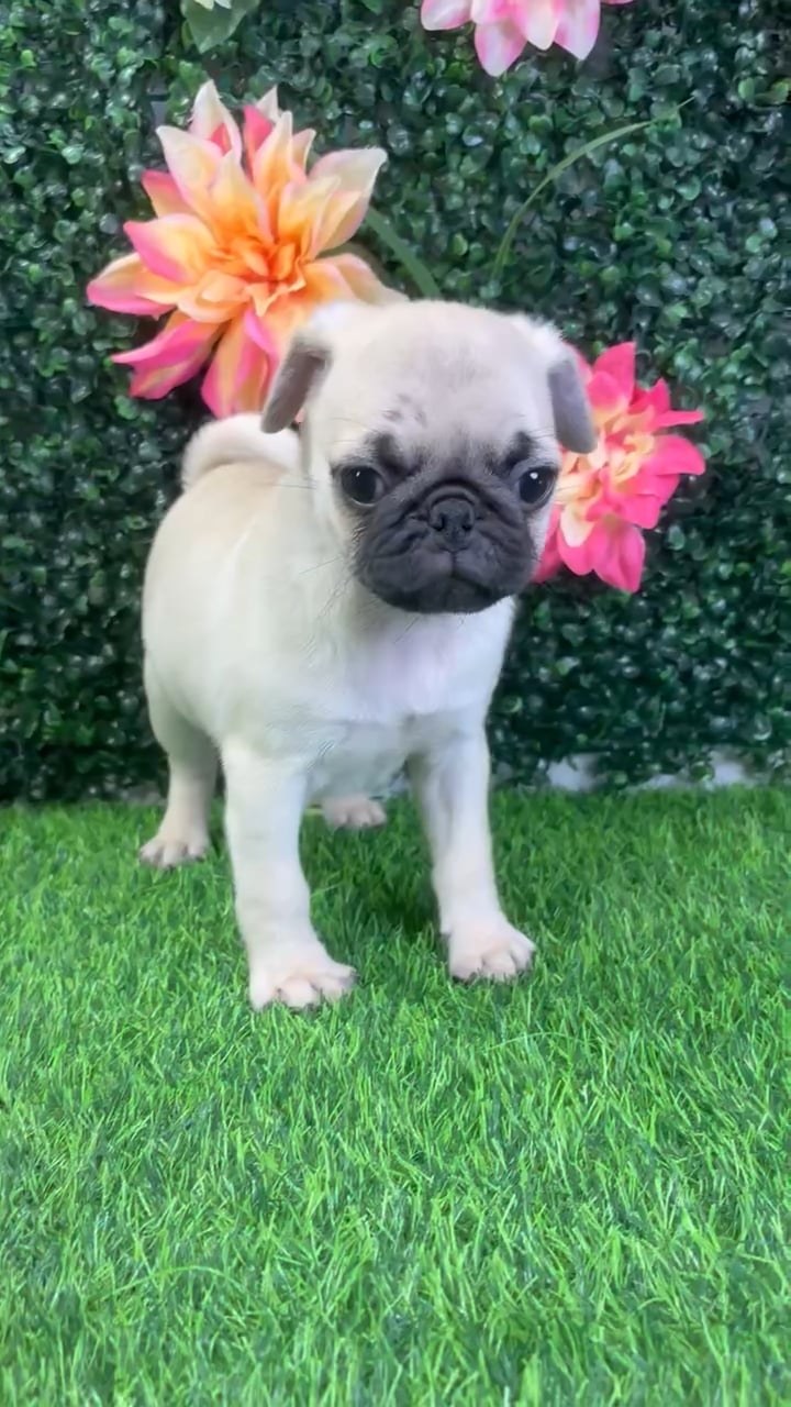 Male Pug puppy named Taz for sale at Puppy Dreams - Wichita West. video thumbnail