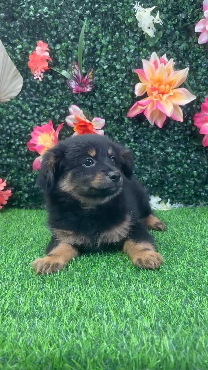 Male Pomeranian/Dachshund puppy named Bear for sale at Puppy Dreams - Wichita West. video thumbnail