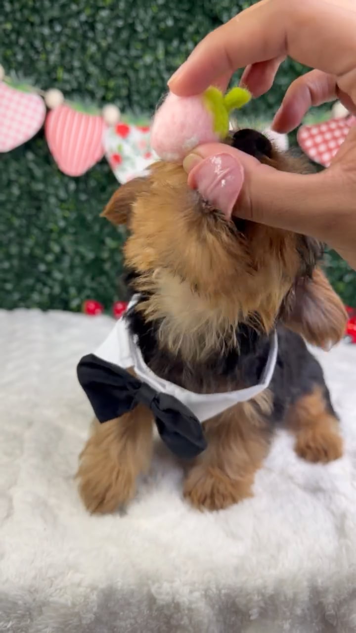 Male Yorkie puppy named King for sale at Puppy Dreams - Garland. video thumbnail
