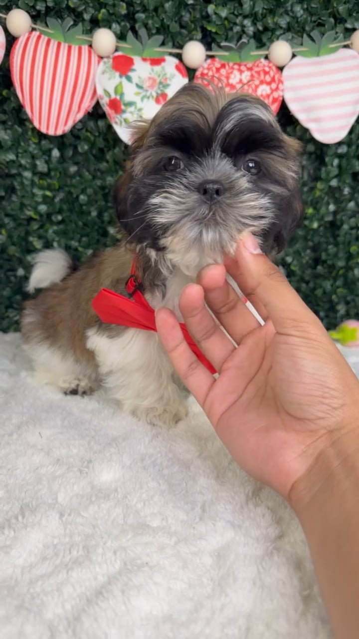 Male Teddy Bear puppy for sale at Puppy Dreams - Garland. video thumbnail