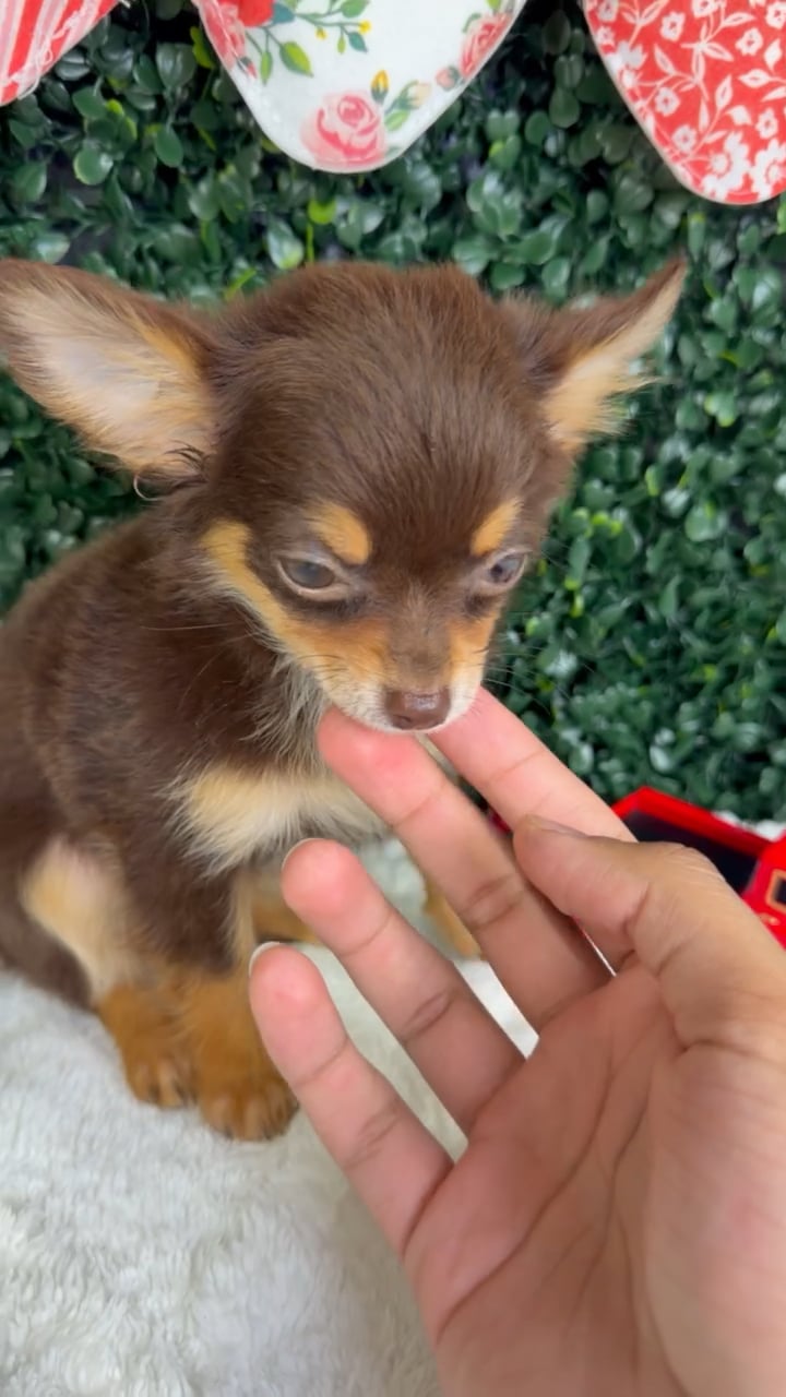 Female Chihuahua puppy named Princesa for sale at Puppy Dreams - Garland. video thumbnail
