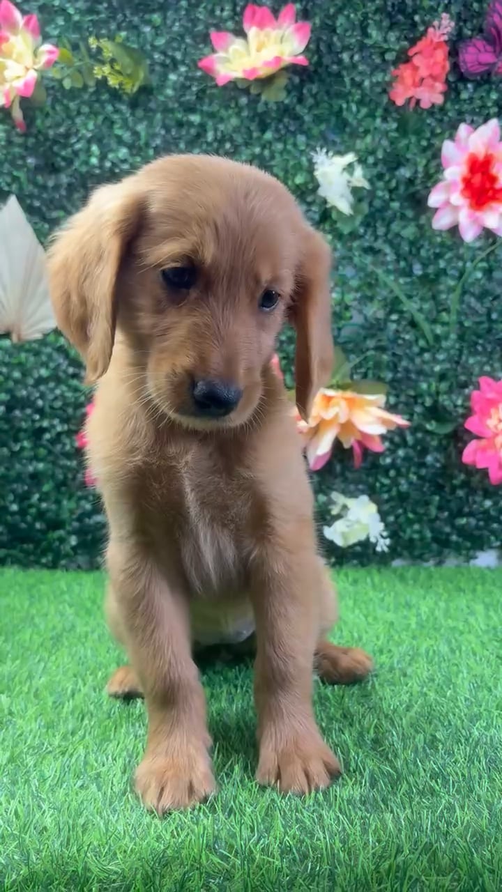Female Golden Retriever puppy named Daisy for sale at Puppy Dreams - Wichita West. video thumbnail