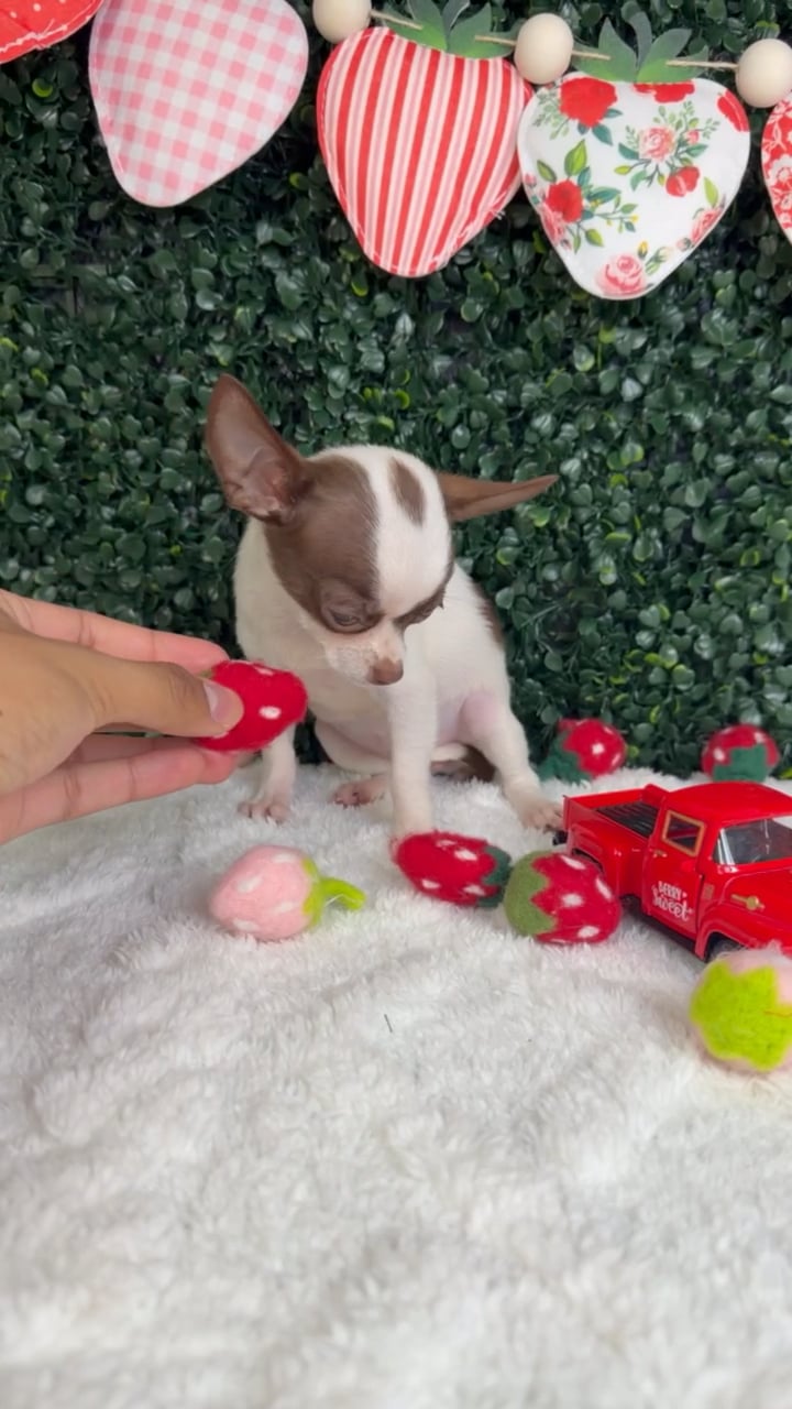 Female Chihuahua puppy named Jazzy for sale at Puppy Dreams - Garland. video thumbnail