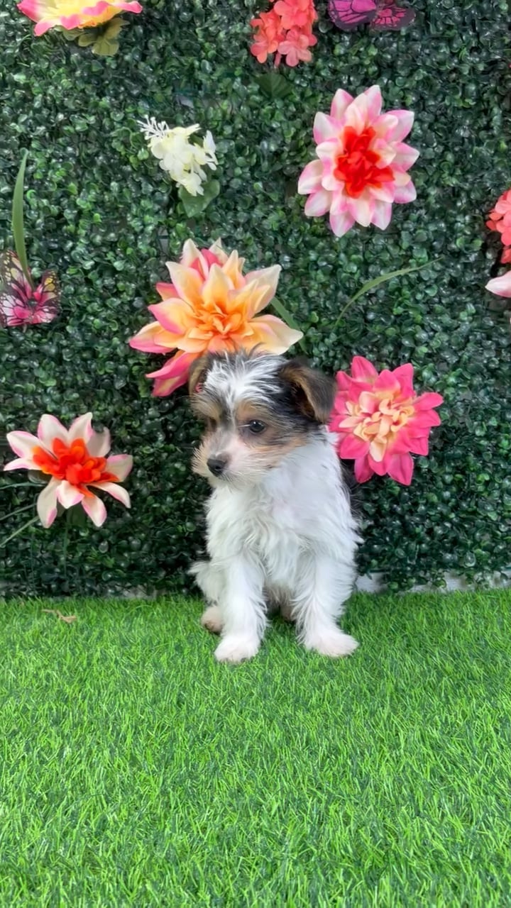 Male Yorkie puppy named Skeeter for sale at Puppy Dreams - Wichita West. video thumbnail