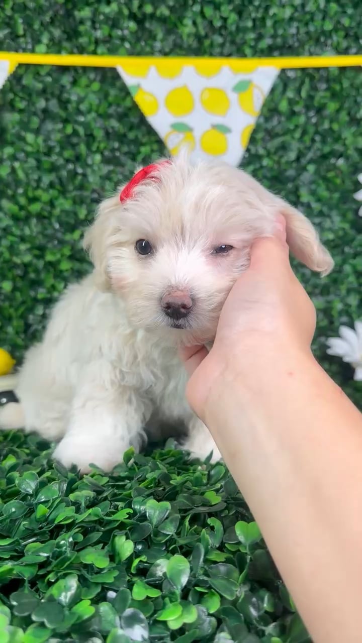 Female Maltipoo puppy named Cindy for sale at Puppy Dreams - North Richland Hills. video thumbnail
