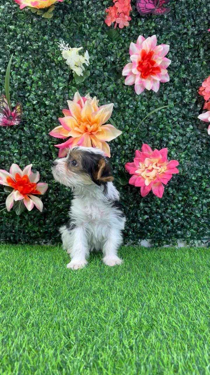 Female Yorkie puppy named Bubbles for sale at Puppy Dreams - Wichita West. video thumbnail