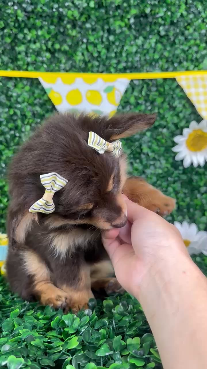 Female Pomeranian/Dachshund puppy named Lucy for sale at Puppy Dreams - North Richland Hills. video thumbnail
