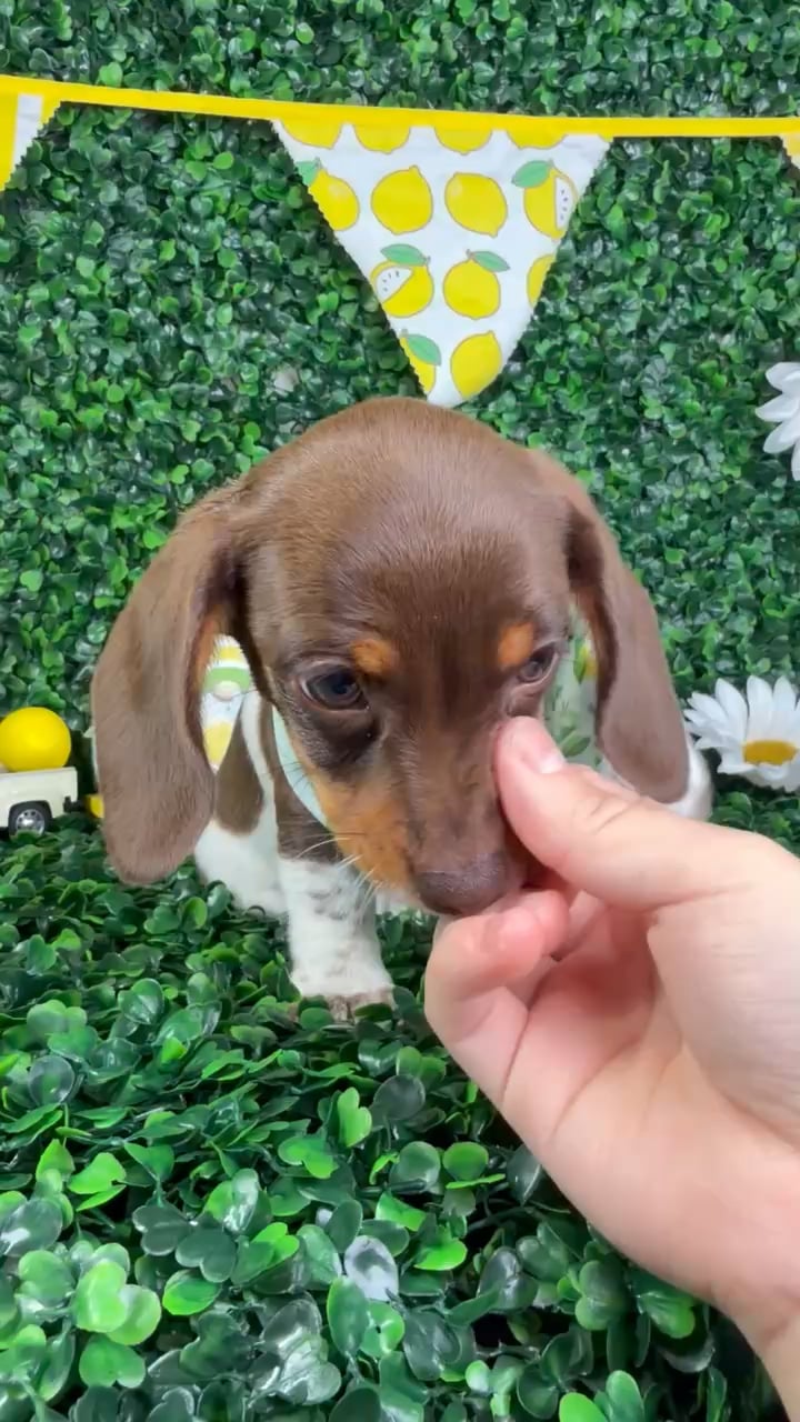 Female Dachshund puppy named Willow for sale at Puppy Dreams - North Richland Hills. video thumbnail