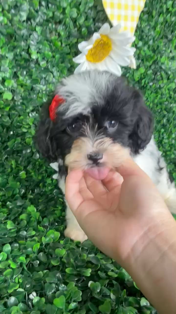Female Shipoo puppy named Bella for sale at Puppy Dreams - North Richland Hills. video thumbnail