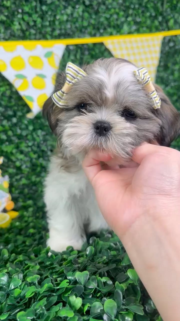 Female Teddy Bear puppy named Stella for sale at Puppy Dreams - North Richland Hills. video thumbnail