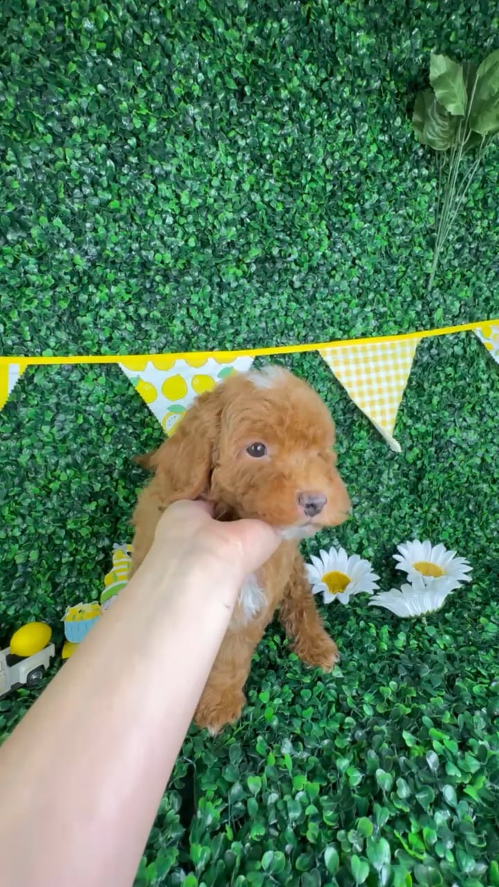 Male Mini Goldendoodle puppy named Milo for sale at Puppy Dreams - North Richland Hills. video thumbnail