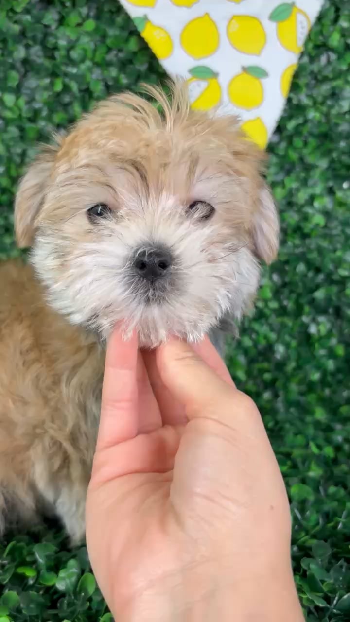 Female Morkie puppy named Katy for sale at Puppy Dreams - North Richland Hills. video thumbnail