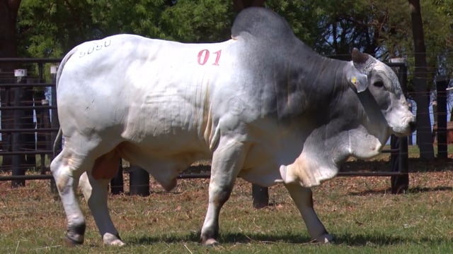 Lote 01