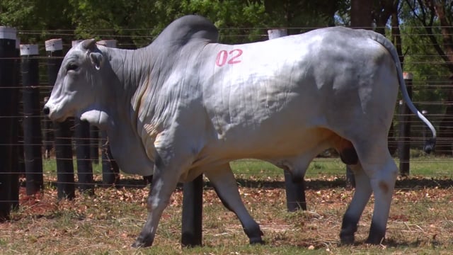 Lote 02