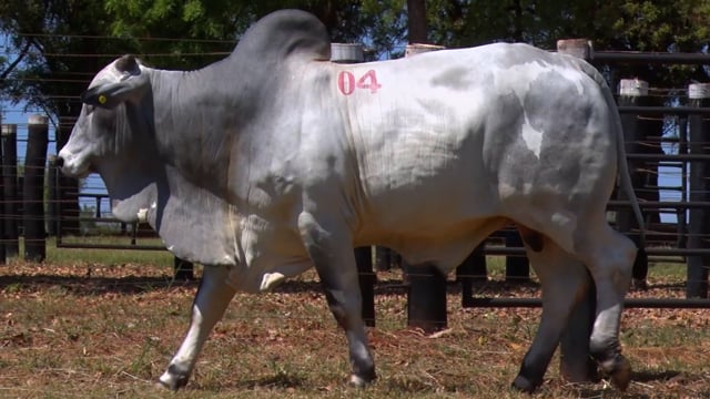 Lote 04