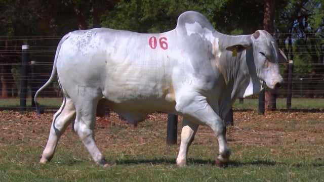 Lote 06