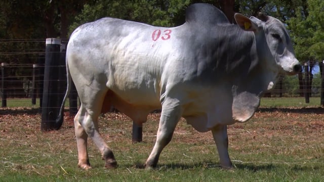 Lote 03