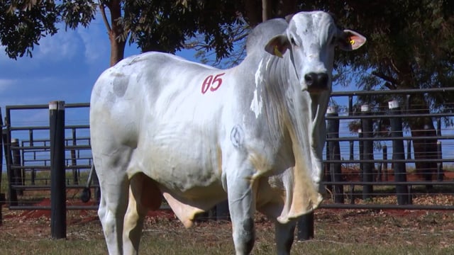 Lote 05