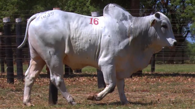 Lote 16