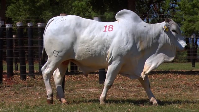 Lote 18