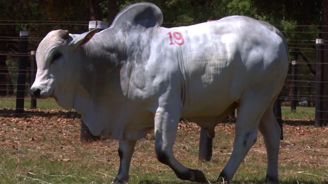 Lote 19