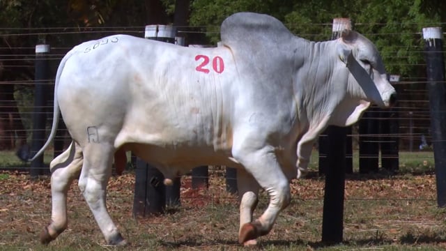 Lote 20