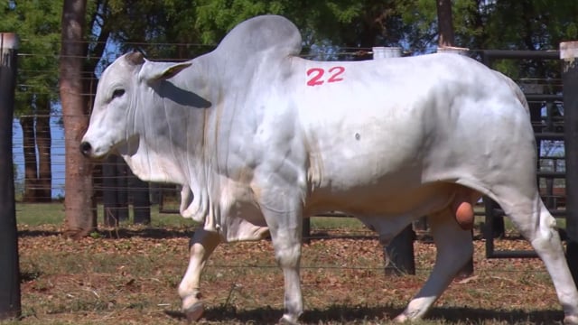 Lote 22