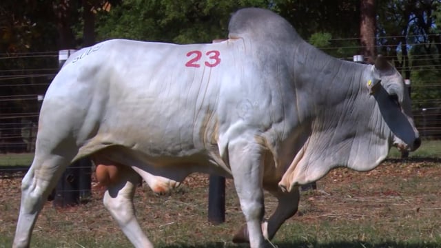 Lote 23