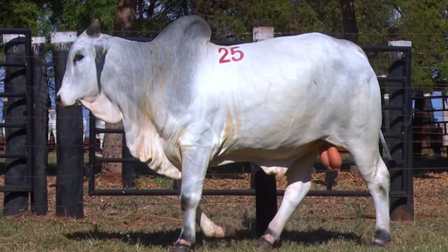 Lote 25