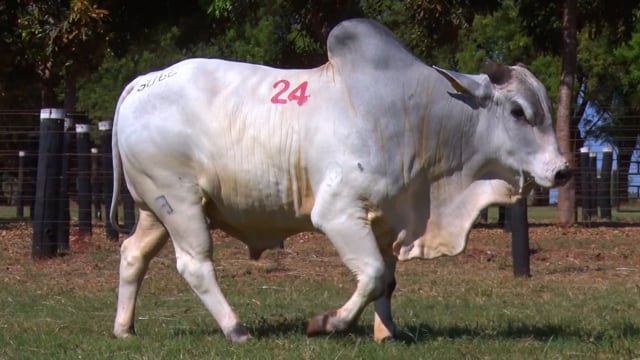 Lote 24