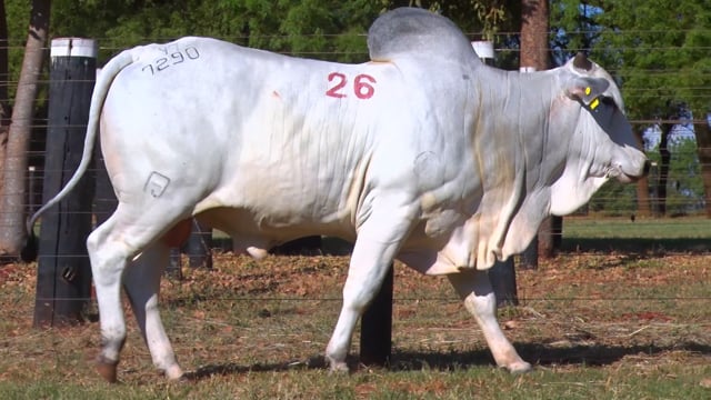 Lote 26