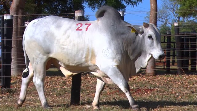 Lote 27