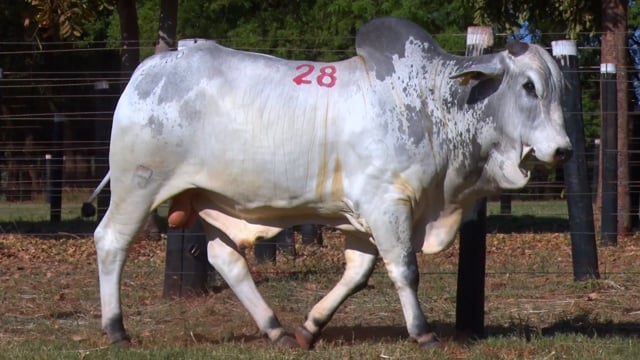 Lote 28