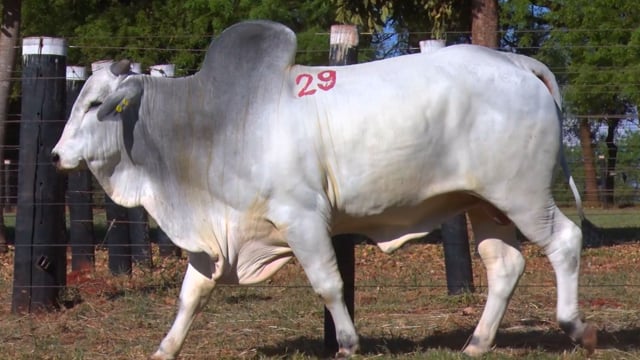 Lote 29