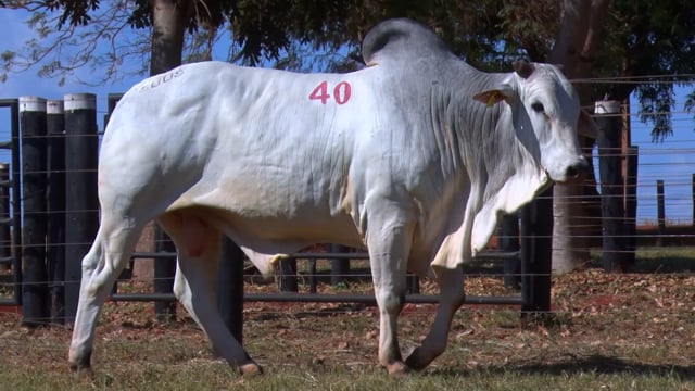 Lote 40