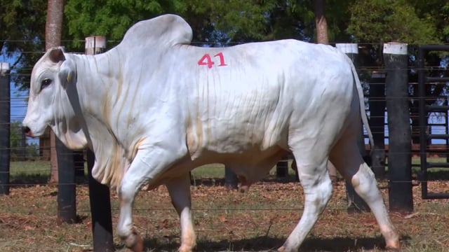 Lote 41