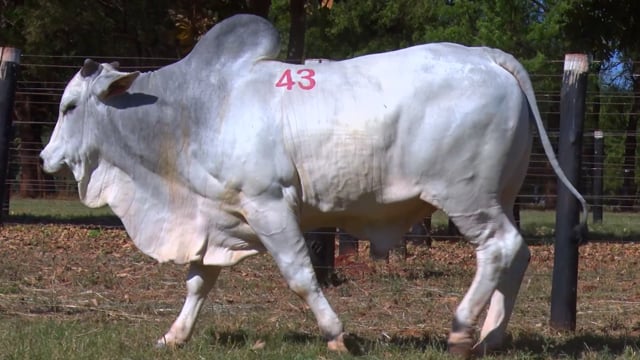 Lote 43