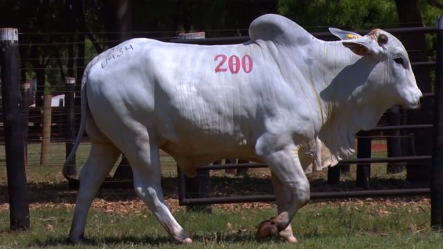 Lote 200