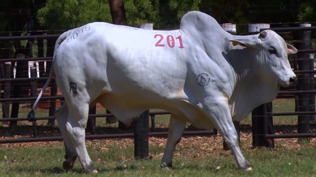 Lote 201